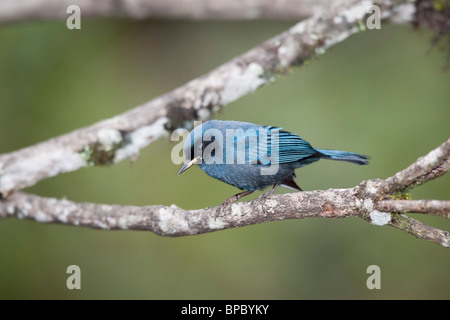 Maskierte Flowerpiercer (Diglossa Cyanea Cyanea) Stockfoto