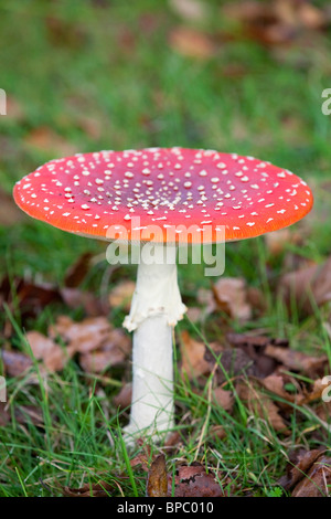 Fliegenpilz; Amanita muscaria Stockfoto