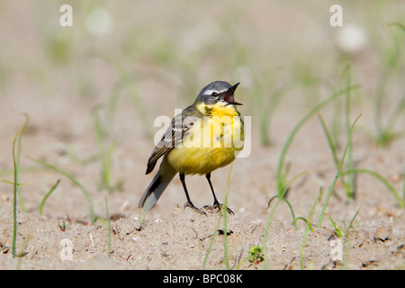 Schafstelze; Motacilla Flava; Männchen im Lied Stockfoto