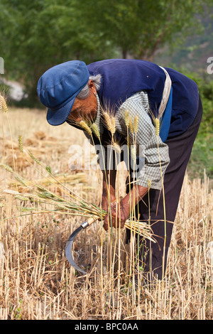 Frau Reeping Weizen in einem Feld in der südlichen Provinz Yunnan, China Stockfoto