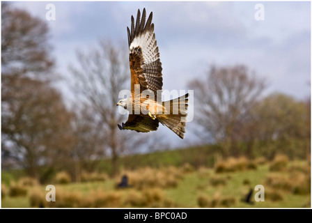 Ein rot Drachen Milvus Milvus in der Landschaft auf der Gigrin Farm in Rhayader fotografiert Stockfoto