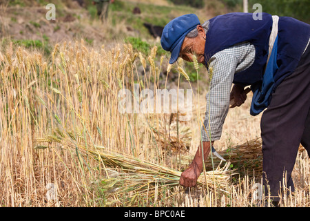 Frau Reeping Weizen in einem Feld in der südlichen Provinz Yunnan, China Stockfoto