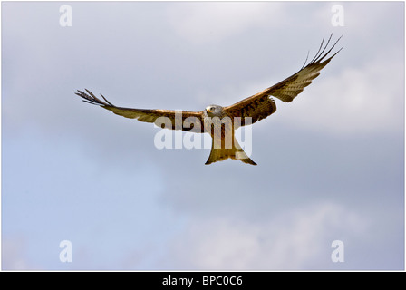 Ein Rotmilan genommen im Flug bei Gigrin Farm, Rhayader, Powys, Wales, UK Stockfoto