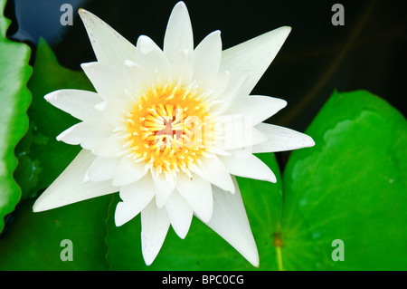 Wasserlilie im Wat Traimit (Tempel des Goldenen Buddha) Bangkok, Thailand. Stockfoto