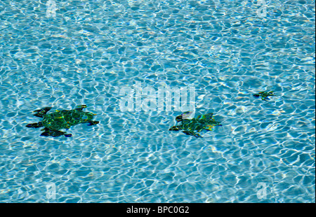 Drei Formen der gefliesten Schildkröte auf dem Boden einen blauen Pool mit Wellen Stockfoto