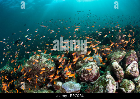 Schulzeit Anthias auf einem felsigen Riff, Pulau Weh, Sumatra, Indonesien. Stockfoto