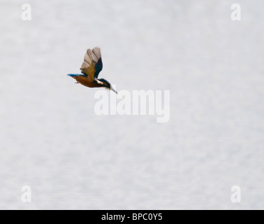 Eisvogel Tauchen für Fisch Stockfoto