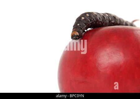 Große schwarze Raupe auf einem roten Apfel isoliert Makro auf weißem Hintergrund Stockfoto