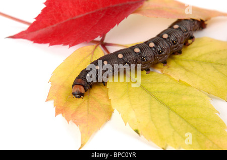 Große schwarze Raupe auf bunten Herbst Baum Blätter Makrofoto Studio auf weißem Hintergrund Stockfoto