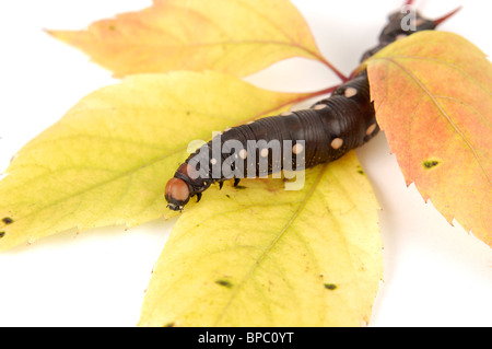 Große schwarze Raupe auf gelbe Herbst Baum Blätter Stockfoto