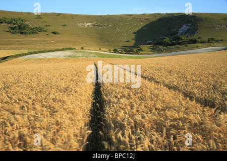 Ein Bereich der Gerste schwankt in der Brise unter den Füßen der lange Mann von Wilmington, East Sussex, England. Stockfoto