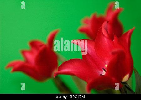 Beautiful red tulips still life Isolated flowers close-up on green background Stockfoto