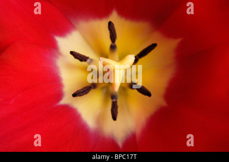 Schöne rote Tulpe Natur Makrofotografie Stockfoto