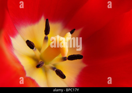 Schöne rote Tulpe Natur Makrofotografie Stockfoto