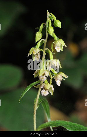 Grün-geblümten Helleborine Orchidee - Epipactis phyllanthes Stockfoto