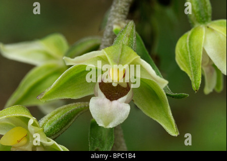 Violette Helleborine Orchidee - Epipactis Purpurata Nahaufnahme von einzelne Blume Stockfoto