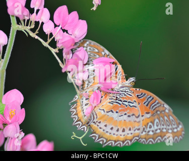 Malay Florfliege Schmetterling auf einer Blüte Bougainvillea - Cethosia Hypsea Hypsina Stockfoto