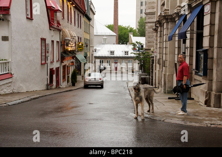 Mann mit irischer Wolfshund. Quebec Stadt, Kanada. Stockfoto