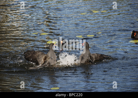 Zuchtgruppen - Dusky Moorhen Gallinula Tenebrosa in der Brutsaison bilden Dusky Teichhuhn Gruppen von zwei bis sieben Vögel Stockfoto