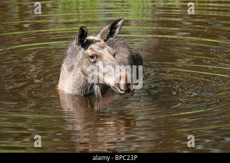 Elch, europäischer Elch (Alces Alces), Kuh, Baden in einem See. Stockfoto