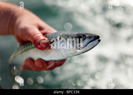 Makrelen Fischerei vor Nordstrand, Tenby, Pembrokeshire West Wales UK Stockfoto