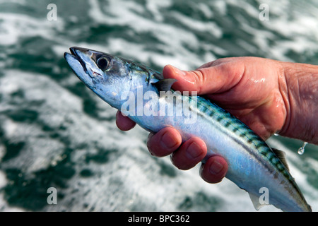 Makrelen Fischerei vor Nordstrand, Tenby, Pembrokeshire West Wales UK Stockfoto