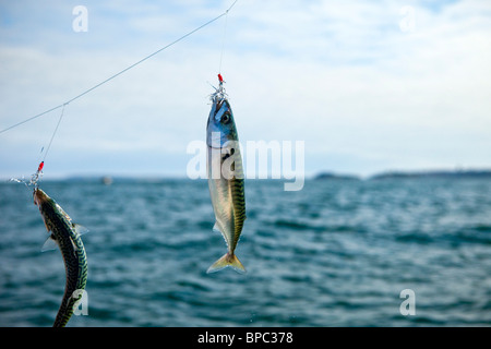 Makrelen Fischerei vor Nordstrand, Tenby, Pembrokeshire West Wales UK Stockfoto