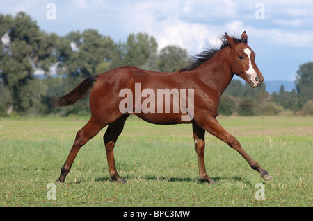 Fohlen Stockfoto