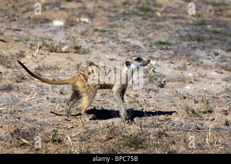 Die Erdmännchen oder Suricate (Suricata Suricatta) ist ein kleines Säugetier und ein Mitglied der Mungo-Familie. Stockfoto