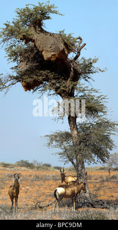 Panorama von einem roten Dünen und Kuhantilopen im Kgalagadi Transfrontier National Park in Südafrika und Botswana Stockfoto