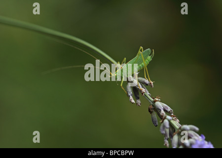 Eiche Bush-Cricket oder Trommeln Grashuepfer (Meconema Thalassinum) Stockfoto