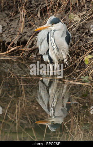 Ein Graureiher spiegelt sich in das Stille Wasser, als er in einem kleinen Bach für Fische jagt. Stockfoto