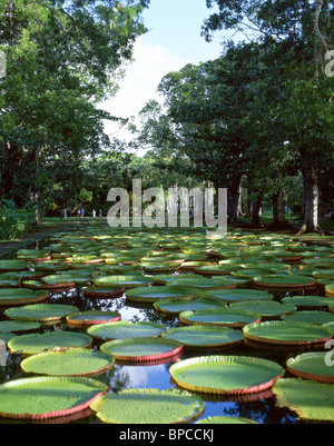 Riesigen Victoria Amazonica Lilien, Sir Seewoosagur botanische Gärten, Pamplemousses District, Republik von Mauritius Stockfoto