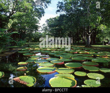 Riesigen Victoria Amazonica Lilien, Sir Seewoosagur botanische Gärten, Pamplemousses District, Republik von Mauritius Stockfoto