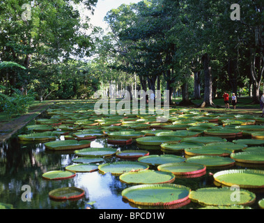 Riesigen Victoria Amazonica Lilien, Sir Seewoosagur botanische Gärten, Pamplemousses District, Republik von Mauritius Stockfoto