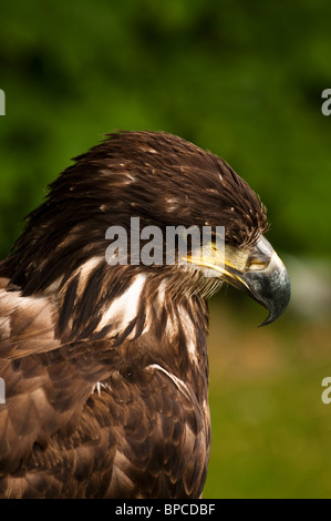 Tawny Adler, Aquila Rapax, am International Centre for Birds Of Prey in der Nähe von Newent, Vereinigtes Königreich Stockfoto