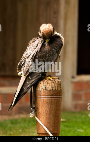 Lanner Falke, Falco Biarmicus am International Centre for Birds Of Prey in der Nähe von Newent, Vereinigtes Königreich Stockfoto