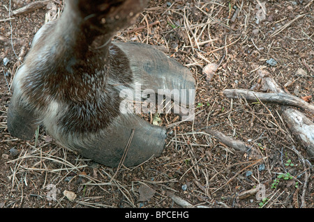 Rentier (Rangifer Tarandus), close-up der cloved HUF (Fuß). Stockfoto