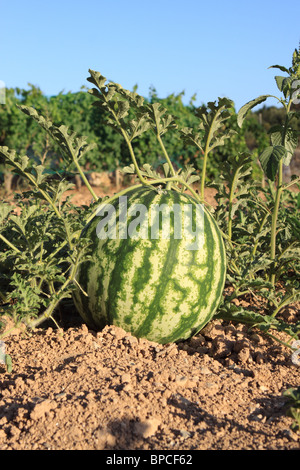 Wassermelone in Mallorca Spanien wächst Stockfoto
