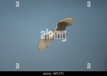 Schleiereule - Tyto Alba im Flug Norfolk Stockfoto