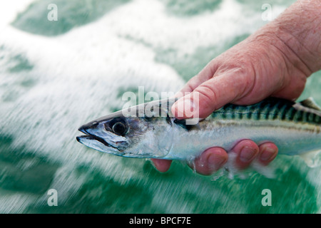 Makrelen Fischerei vor Nordstrand, Tenby, Pembrokeshire West Wales UK Stockfoto