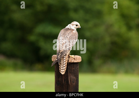 Saker, Falco Cherrug, am International Centre for Birds Of Prey in der Nähe von Newent, Vereinigtes Königreich Stockfoto