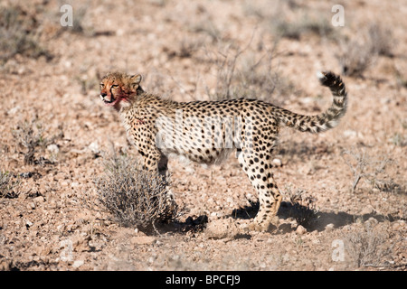 Gepard Cub, Acinonyx Jubatus, Kgalagadi Transfrontier Park, Südafrika Stockfoto