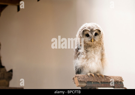 2 Monate alten Habichtskauz, Strix Uralensis, am International Centre for Birds Of Prey in der Nähe von Newent, Vereinigtes Königreich Stockfoto