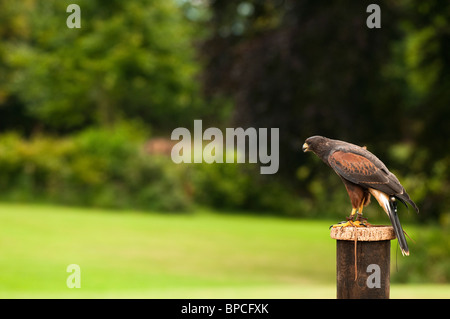 Harris Hawk, Parabuteo Unicinctus, am International Centre for Birds Of Prey in der Nähe von Newent, Vereinigtes Königreich Stockfoto