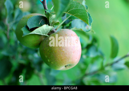 Äpfel an einem Baum mit Wassertropfen Stockfoto