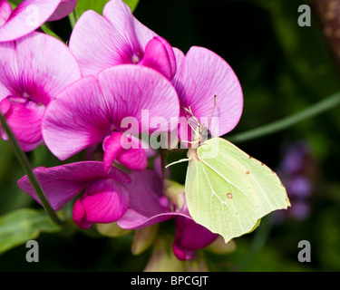 Brimstone Schmetterling, Gonepteryx Rhamni, Fütterung auf Everlasting Pea Blumen Stockfoto