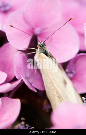 Großer weißer Schmetterling, Pieris Brassicae auf einem rosa Hydrangea macrophylla Stockfoto