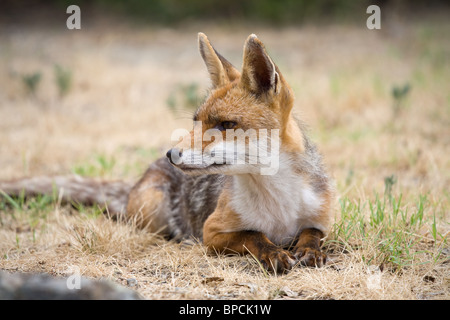 Rotfuchs Stockfoto