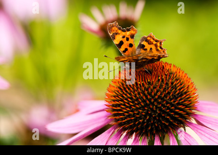 Komma Schmetterling, Polygonia c-Album, Fütterung auf Echinacea Stockfoto